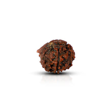 Ganesh Rudraksha (Nepali) - Astro Ankit