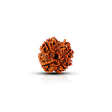4 Mukhi Rudraksha (Nepali) - Astro Ankit Sharma 