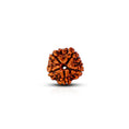 5 Mukhi Rudraksha (Nepali) - My Store