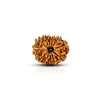 12 Mukhi Rudraksha (Nepali) - Astro Ankit Sharma 