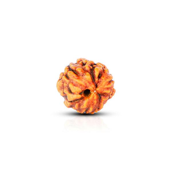 3 Mukhi Rudraksha - Astro Ankit Sharma 