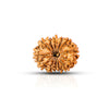 13 Mukhi Rudraksha (Nepali) - Astro Ankit Sharma 